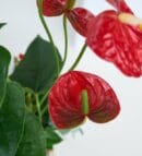 Anthurium and Red Kalanchoe in Square Pattern Pot