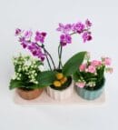 Trio Pot with Purple Orchid and Kalanchoe Flowers