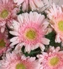 Powder Bouquet with Pink Gerberas