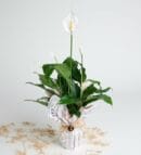 Peace Lily in a Decorative Pot with Newspaper-Style Bouquet Wrapping