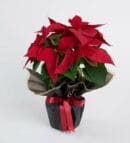 Poinsettia in a White Concrete Pot with Black Bouquet Paper