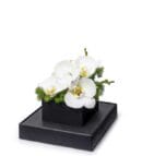 Premium Box White Orchid Garden