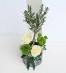 Olive Tree Bonsai & White Roses in a Patterned Pot