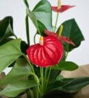 Red Anthurium Potted Plant