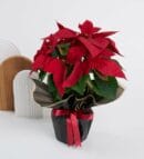 Poinsettia in a White Concrete Pot with Black Bouquet Paper