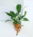 Spathiphyllum and Orange Roses in Geometric Pot