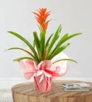 Red Guzmania Plant