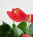 Anthurium - Flamingo Flower in Gray Concrete Pot