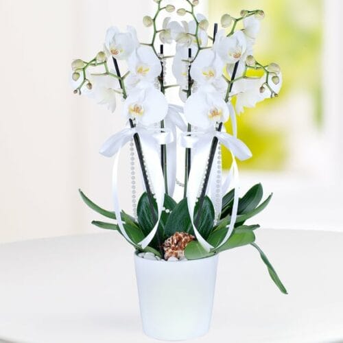 4 Stems of White Phalaenopsis Orchid