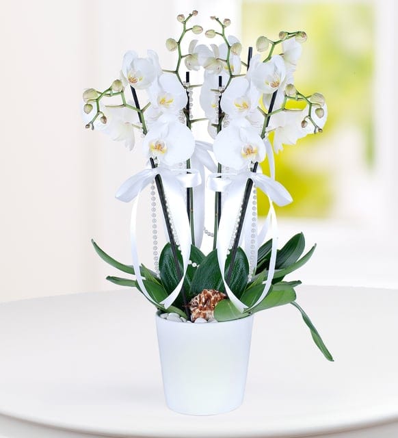 4 Stems of White Phalaenopsis Orchid