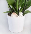 4 Stems of White Phalaenopsis Orchid