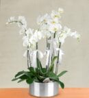 6 Stems of White Phalaenopsis Orchid