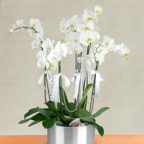 6 Stems of White Phalaenopsis Orchid