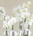 6 Stems of White Phalaenopsis Orchid