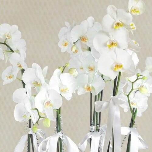 6 Stems of White Phalaenopsis Orchid