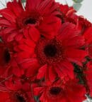 Red Gerbera Flowers in a Black Striped Vase