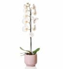 Single White Orchid in Pink Concrete Pot2