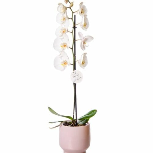 Single White Orchid in Pink Concrete Pot2