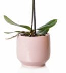 Single White Orchid in Pink Concrete Pot2