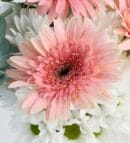 White Daisies & Pink Gerberas in a Beige Vase