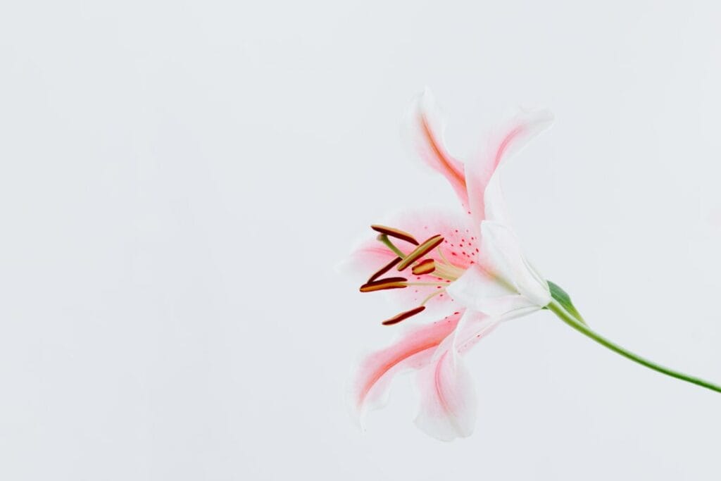 A Guide to Extending the Lifespan of Lilium Flowers