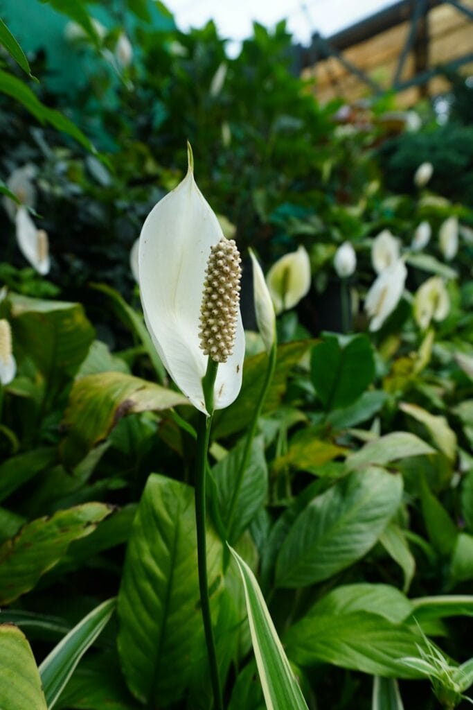 How Peace Lilies Can Transform Your Home’s Ambiance