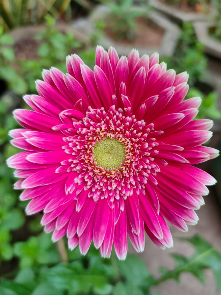 The Charm of 7 Gerberas in a Beautiful Arrangement